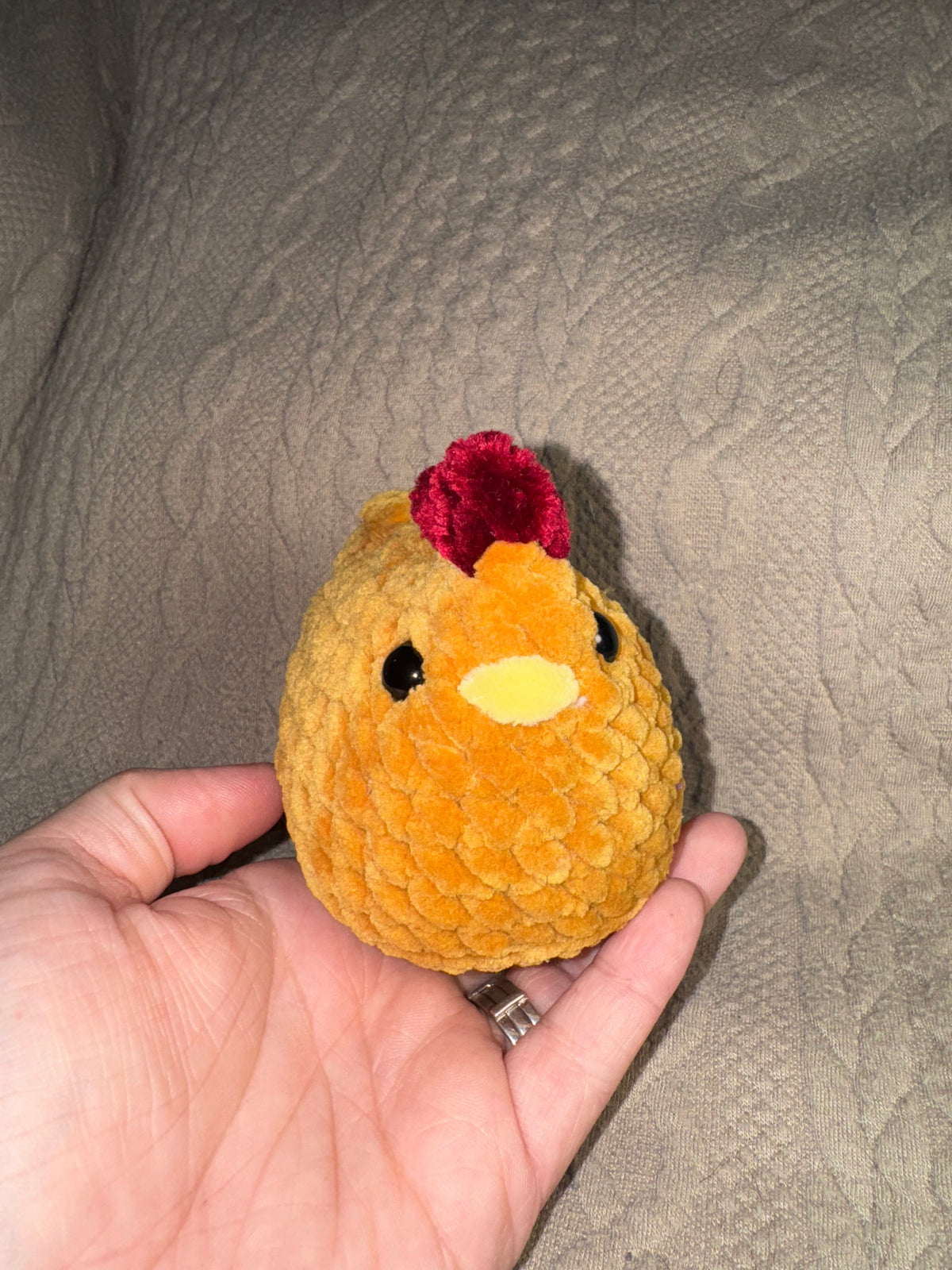 Baby laying hens