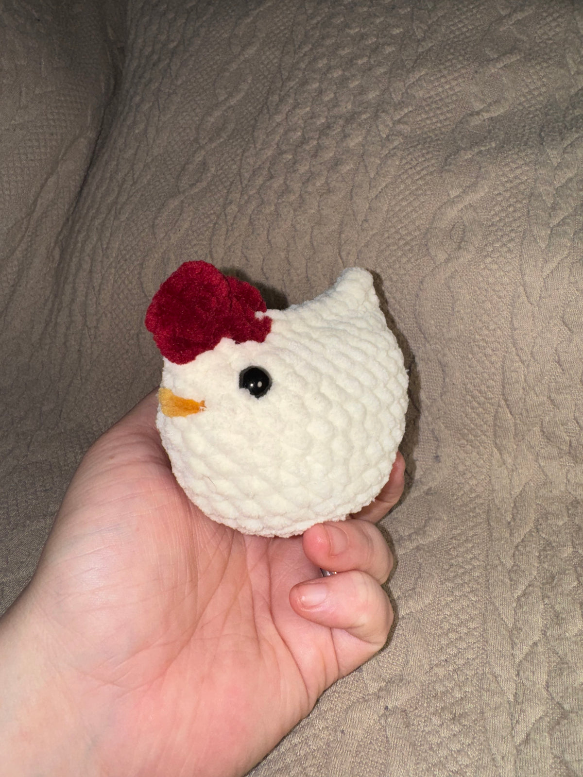 Baby laying hens